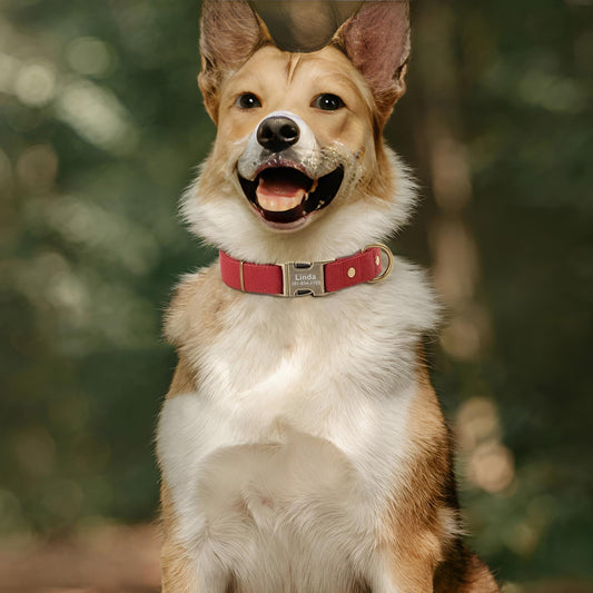 nylon dog collar with breathable, flat interior design