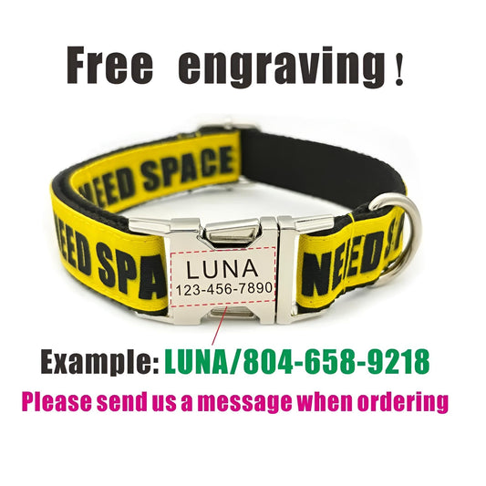 Dog with personalized ID collar