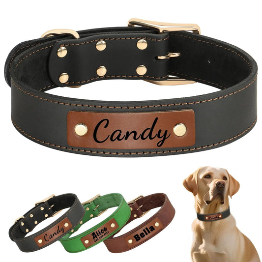 Dog on road trip with collar