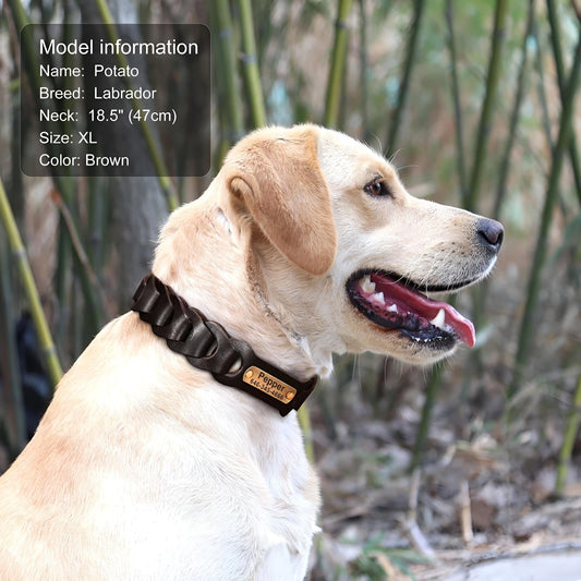 Lost dog in summer