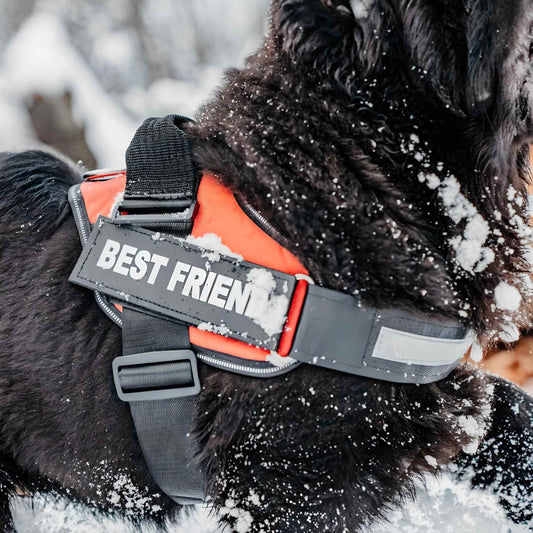 No-pull dog harness for training.
