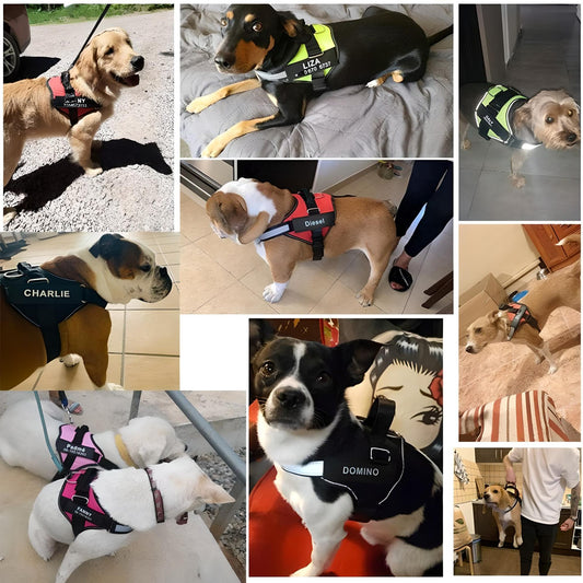 Comfortable no-pull harness