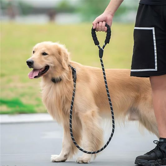 How LED Dog Collars Improve Safety on Nighttime Walks