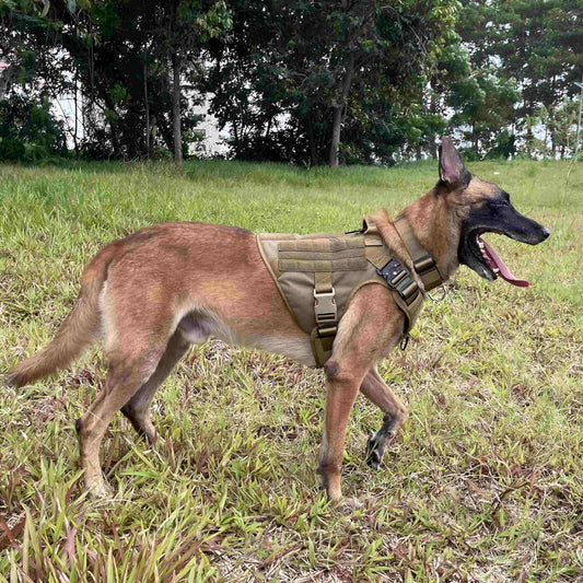 Best Tactical Dog Collars for Large and Active Breeds