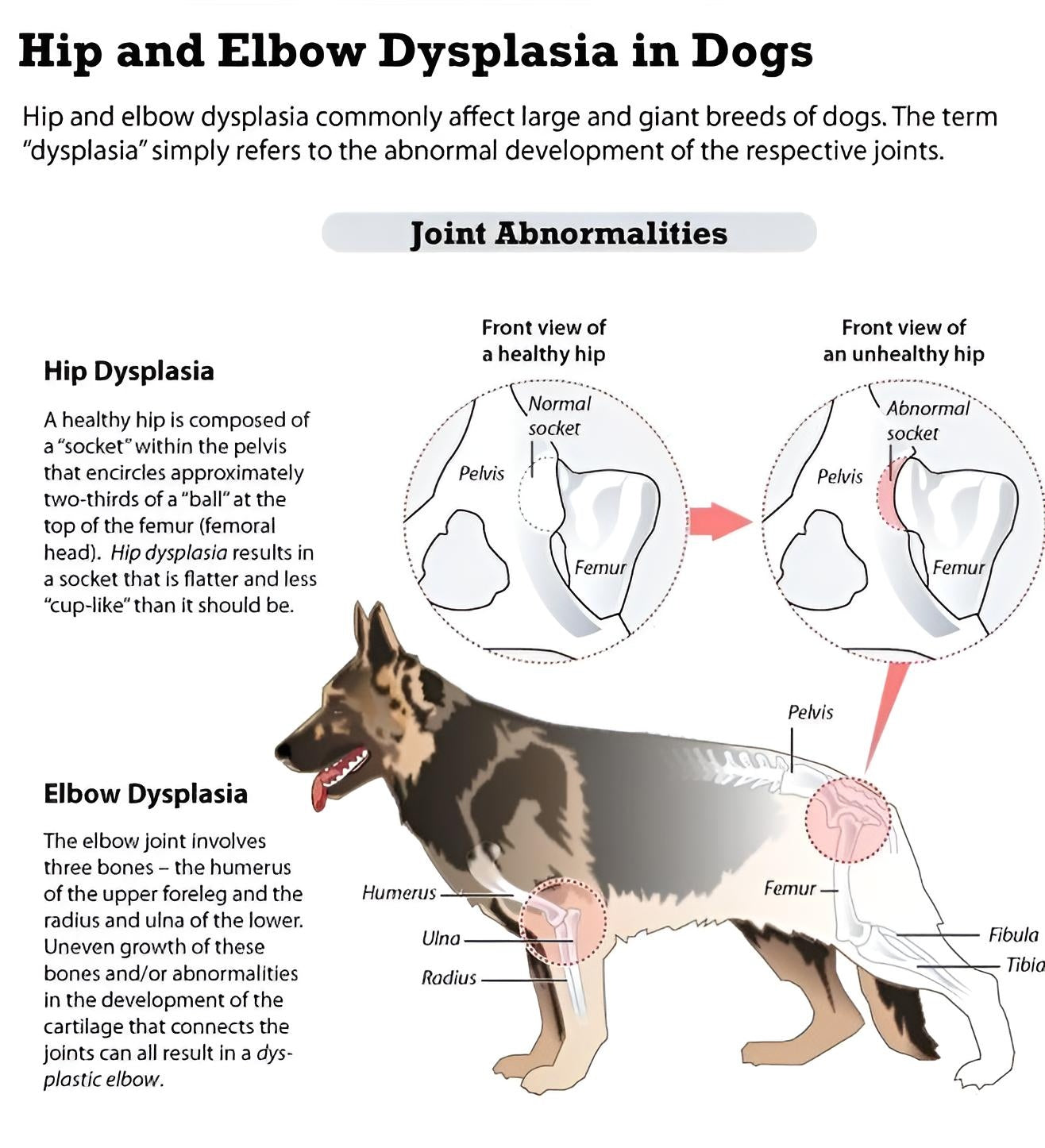 Hip dysplasia and arthritis in dogs