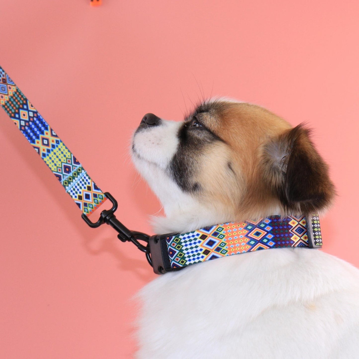 Nylon Customizable Dog Collars leash