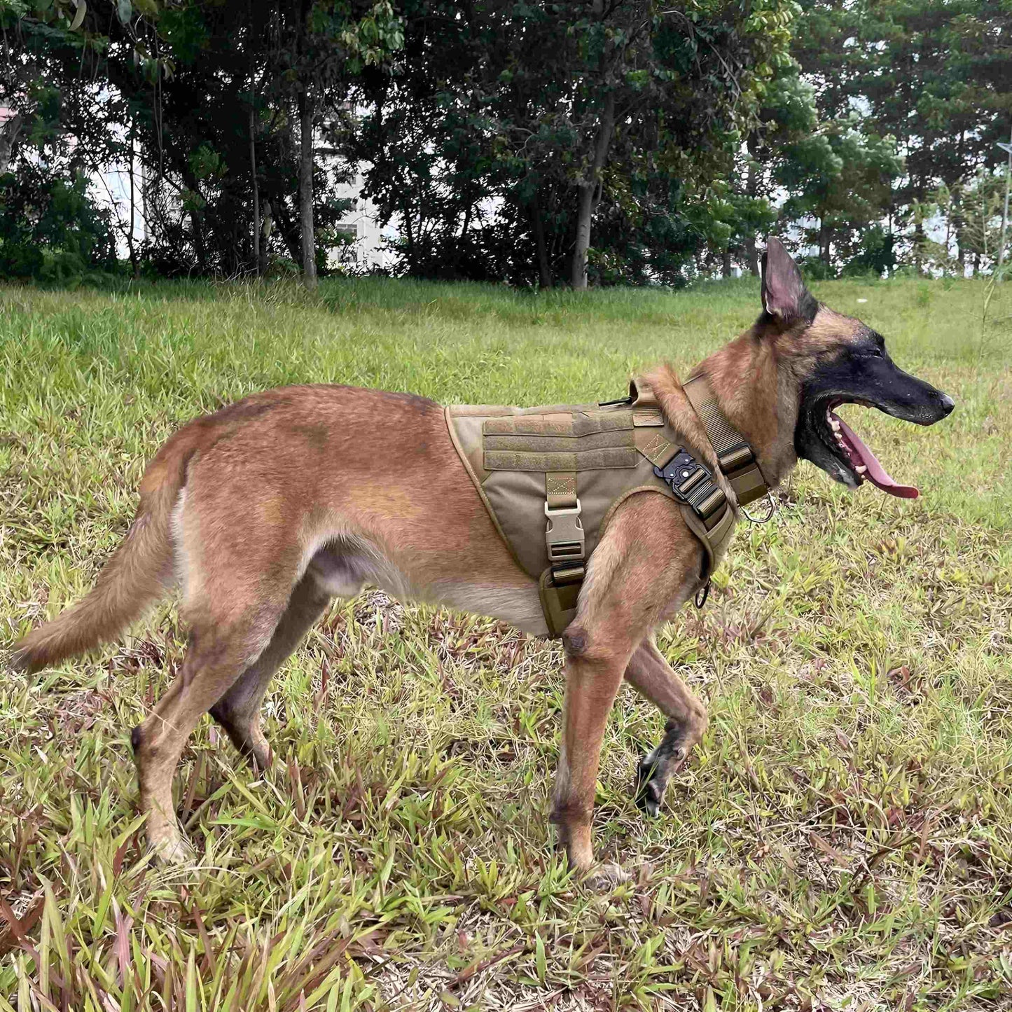 military dog harness