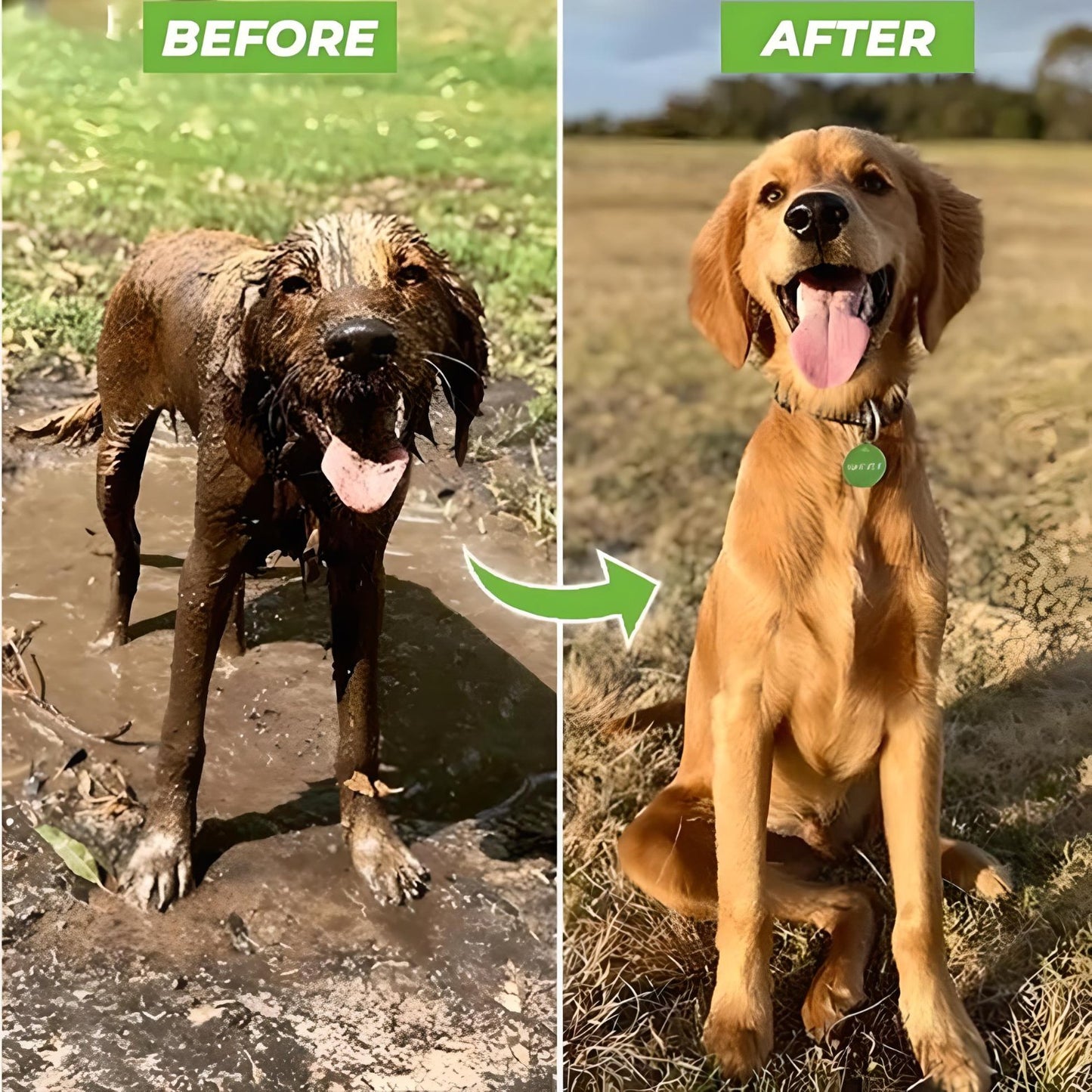 pup jet wash for dog