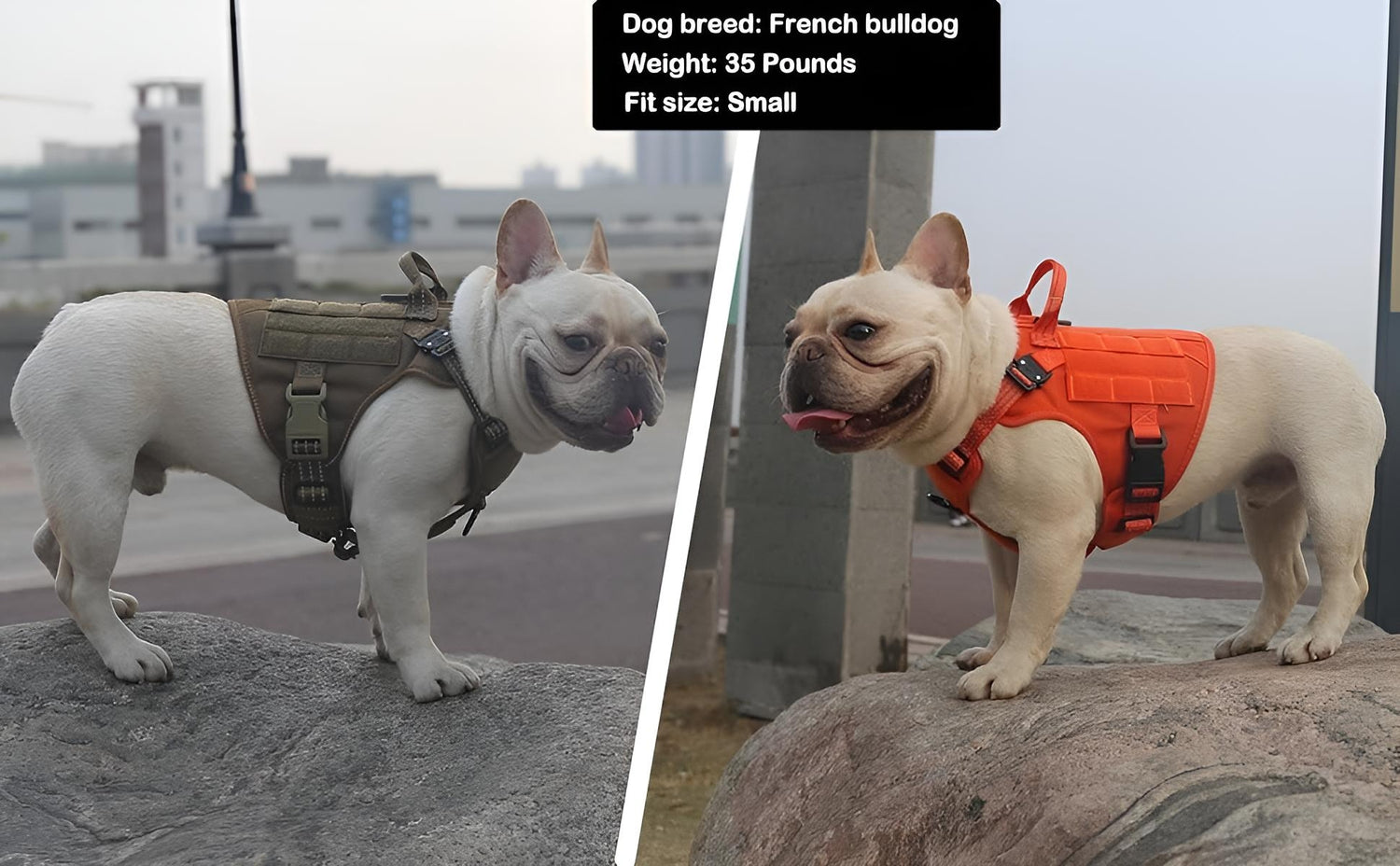 tactical_dog_vest