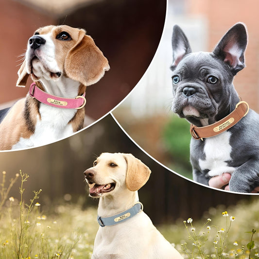 Cleaning dog collar