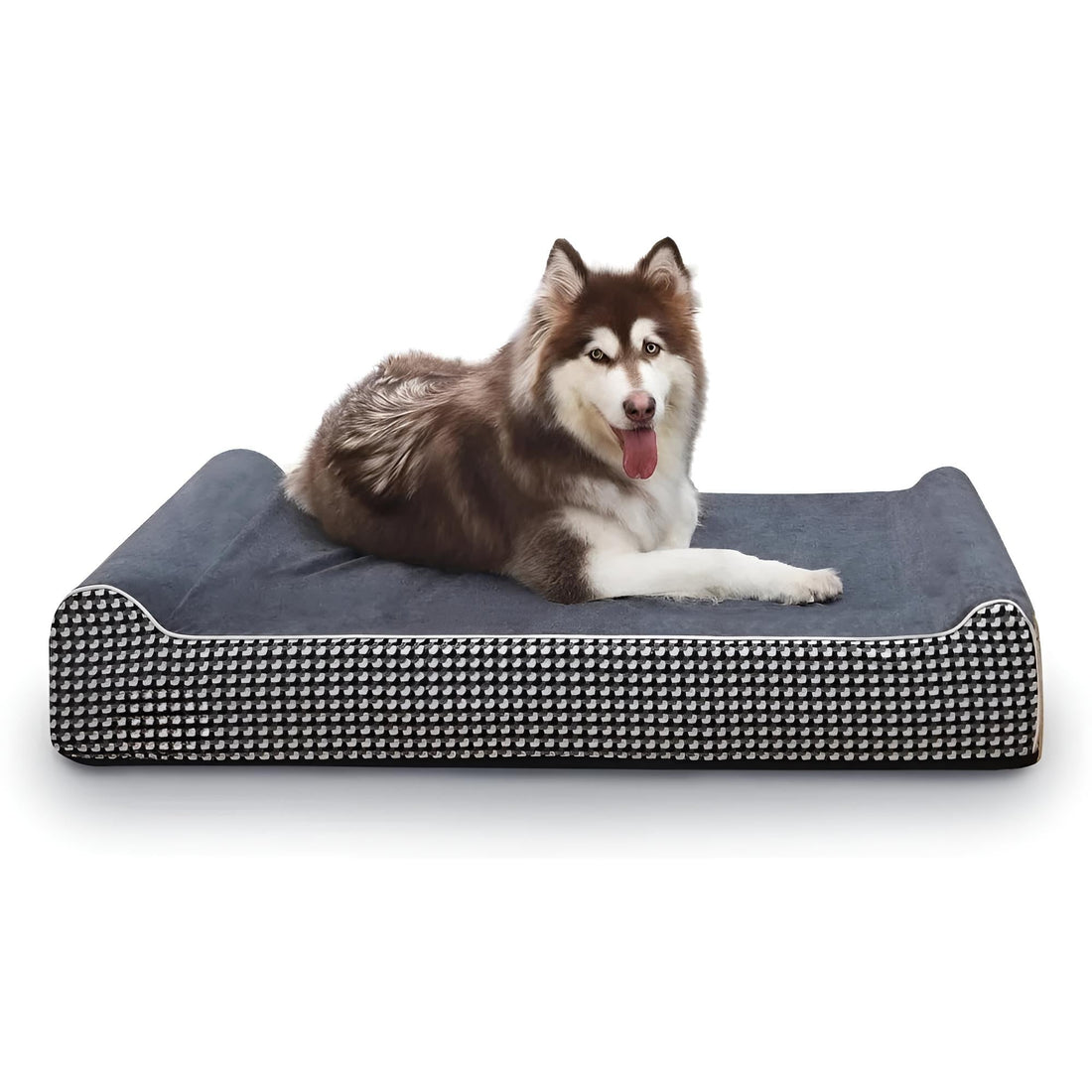 Happy pet on new orthopedic bed