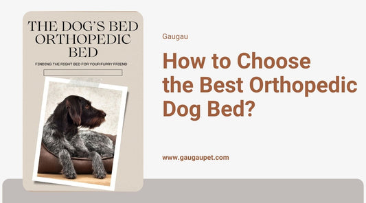 How to Choose the Best Orthopedic Dog Bed