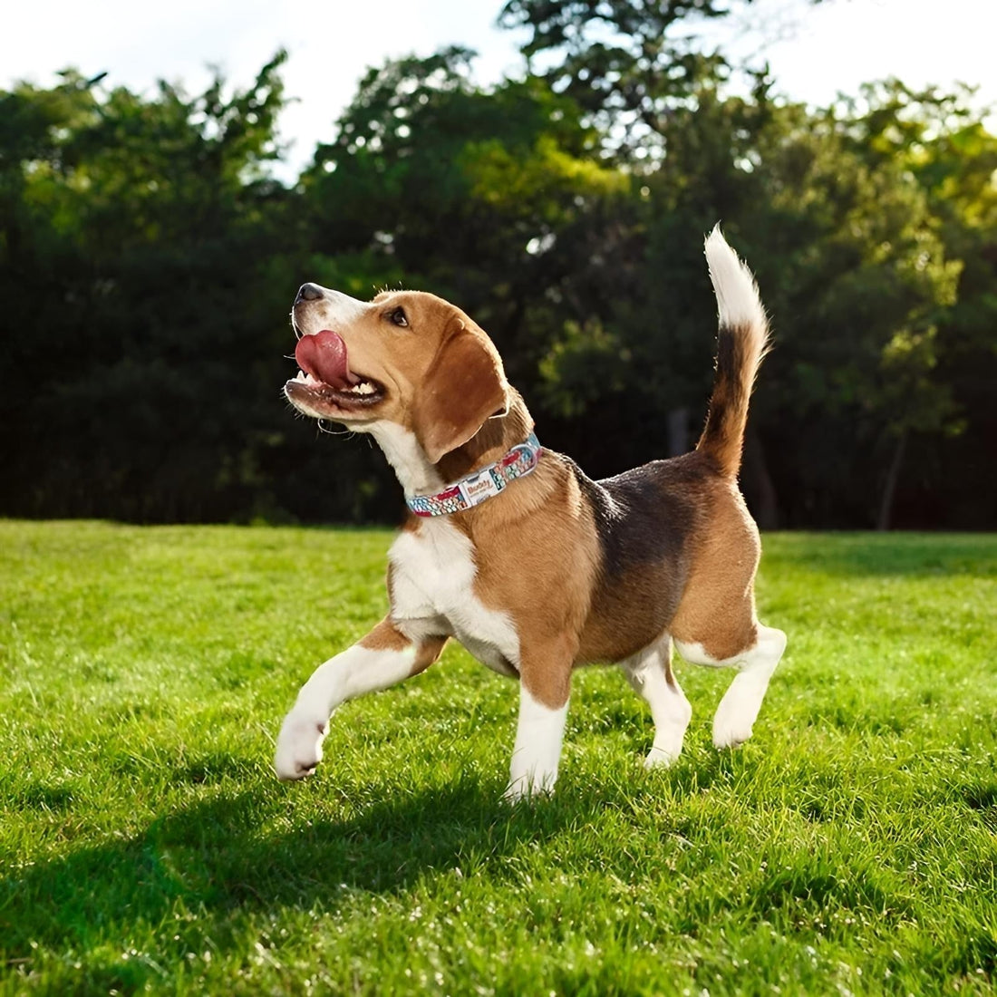 Personalized Dog Collars