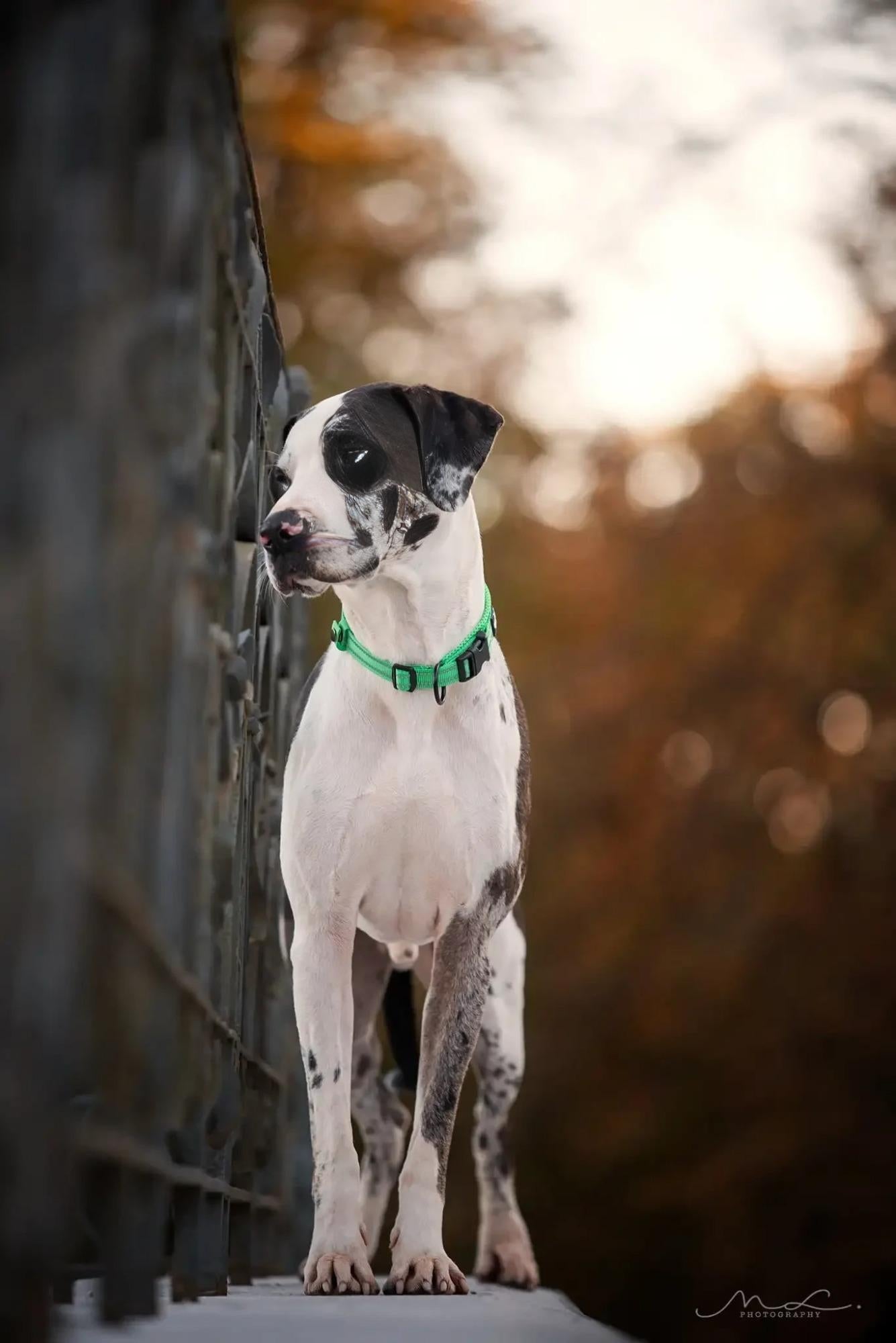 custom collars for dogs uk